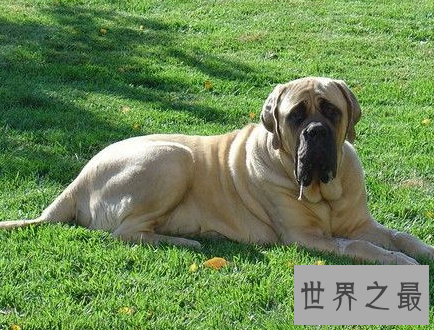 【图】世界最为厉害的马士提夫犬 站起来竟然高于成年