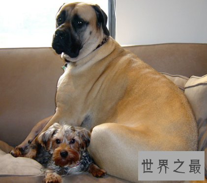 【图】世界最为厉害的马士提夫犬 站起来竟然高于成年