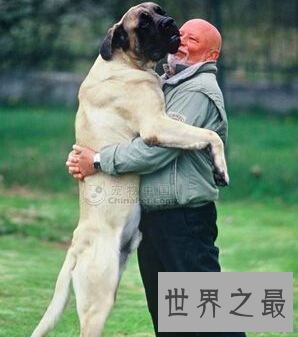 【图】世界最为厉害的马士提夫犬 站起来竟然高于成年