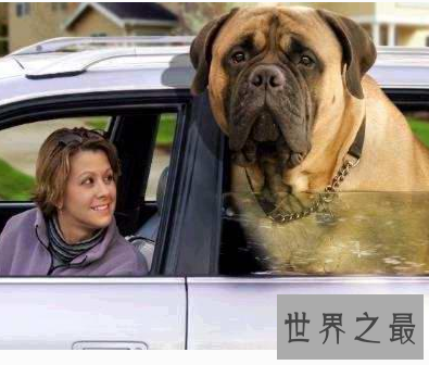 【图】世界最为厉害的马士提夫犬 站起来竟然高于成年