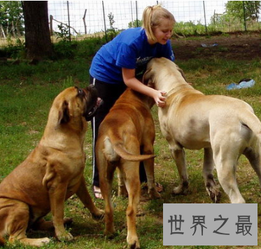 【图】世界最为厉害的马士提夫犬 站起来竟然高于成年