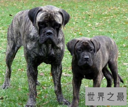 【图】世界最为厉害的马士提夫犬 站起来竟然高于成年