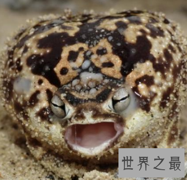 【图】这个超级俊俏的样子 沙漠雨蛙竟然有人说萌哎