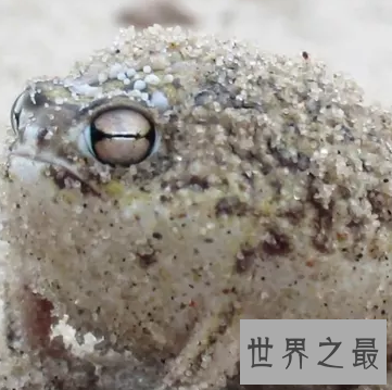 【图】这个超级俊俏的样子 沙漠雨蛙竟然有人说萌哎