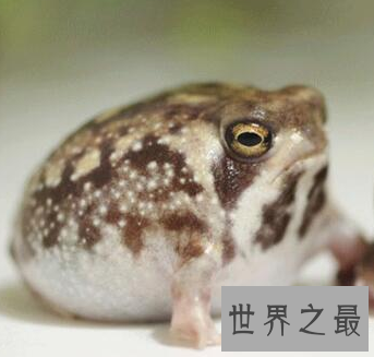 【图】这个超级俊俏的样子 沙漠雨蛙竟然有人说萌哎