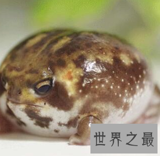 【图】这个超级俊俏的样子 沙漠雨蛙竟然有人说萌哎