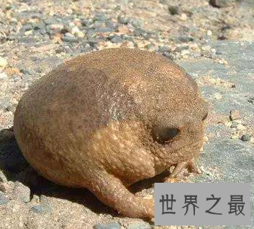 【图】这个超级俊俏的样子 沙漠雨蛙竟然有人说萌哎