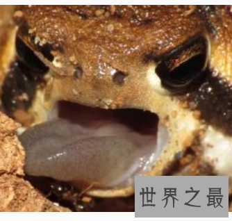 【图】这个超级俊俏的样子 沙漠雨蛙竟然有人说萌哎