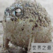 【图】这个超级丑陋的样子 沙漠雨蛙竟然有人说萌哎