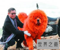 【图】世间罕见藏獒品种纯红藏獒 价格高昂到想不到呢