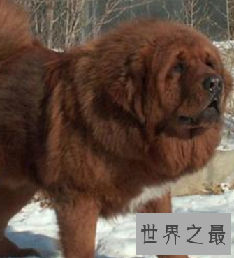 【图】人世稀有藏獒品种纯红藏獒 价钱高昂到想不到呢