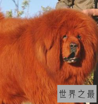 【图】人世稀有藏獒品种纯红藏獒 价钱高昂到想不到呢