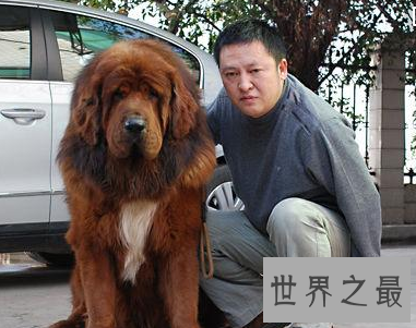【图】人世稀有藏獒品种纯红藏獒 价钱高昂到想不到呢