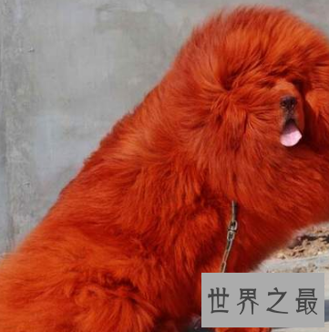 【图】人世稀有藏獒品种纯红藏獒 价钱高昂到想不到呢