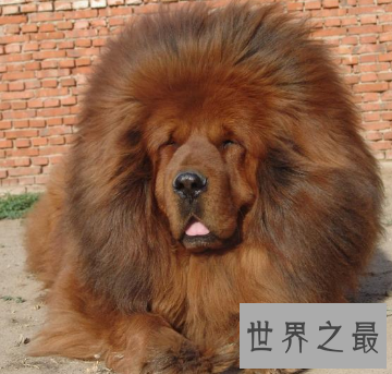 【图】人世稀有藏獒品种纯红藏獒 价钱高昂到想不到呢