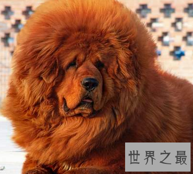 【图】人世稀有藏獒品种纯红藏獒 价钱高昂到想不到呢