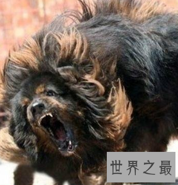 【图】被利益熏心的人们炒作进去的鬼獒王 是不存在的