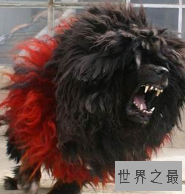 【图】被利益熏心的人们炒作进去的鬼獒王 是不存在的