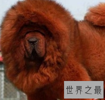 【图】被利益熏心的人们炒作进去的鬼獒王 是不存在的