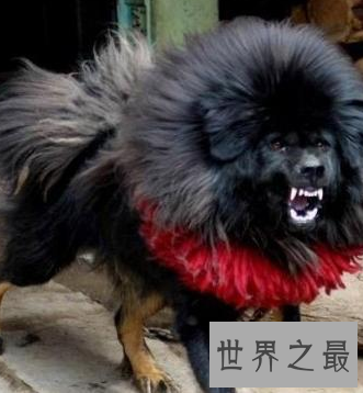 【图】被利益熏心的人们炒作进去的鬼獒王 是不存在的