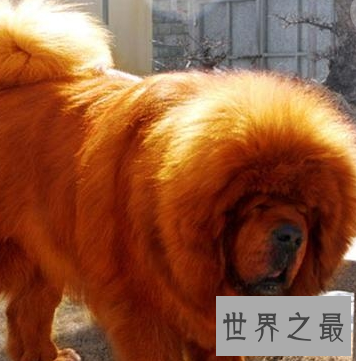 【图】被利益熏心的人们炒作进去的鬼獒王 是不存在的