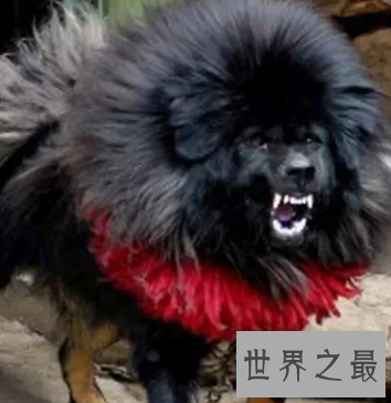 【图】被利益熏心的人们炒作进去的鬼獒王 是不存在的