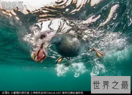 【图】深海巨兽到底长得什么样子 可怕吗