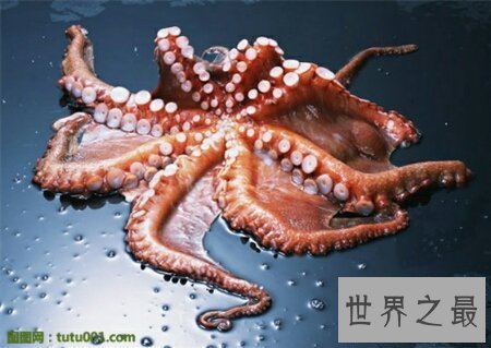 【图】沼泽章鱼有八只触角 长得十分可怕