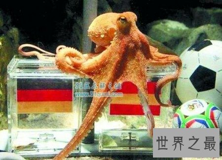 【图】沼泽章鱼有八只触角 长得十分可怕