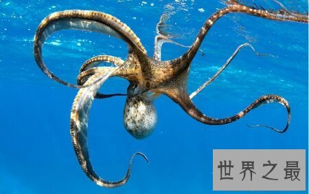 【图】沼泽章鱼有八只触角 长得十分可怕