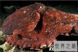 【图】沼泽章鱼有八只触角 长得非常可怕