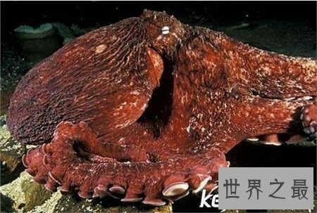 【图】沼泽章鱼有八只触角 长得十分可怕