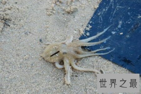 【图】沼泽章鱼有八只触角 长得十分可怕