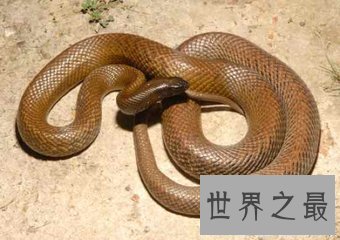【图】最毒的蛇 毒素可立刻毒死三头牛