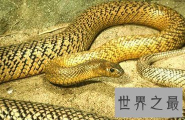 【图】最毒的蛇 毒素可立刻毒死三头牛