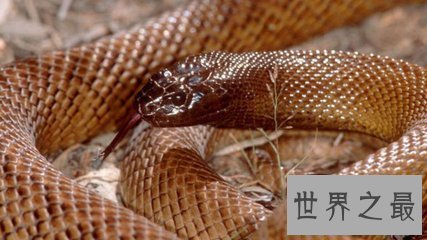 【图】最毒的蛇 毒素可立刻毒死三头牛