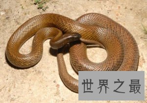【图】最毒的蛇 毒素可立刻毒死三头牛