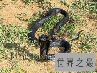 【图】最毒的蛇 毒素可立刻毒死三头牛