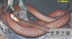 【图】最毒的蛇 毒素可立刻毒死三头牛