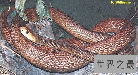 【图】最毒的蛇 毒素可立刻毒死三头牛