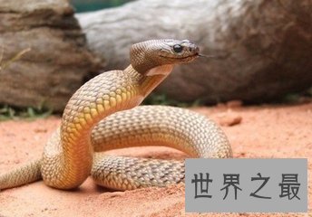 【图】最毒的蛇 毒素可立刻毒死三头牛