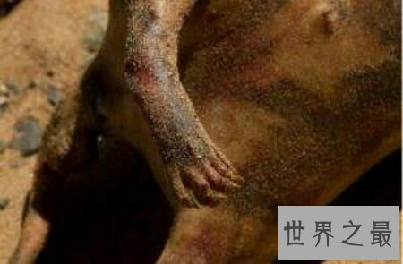 【图】一个长的十分像猪但又不是猪的曼哈顿怪兽