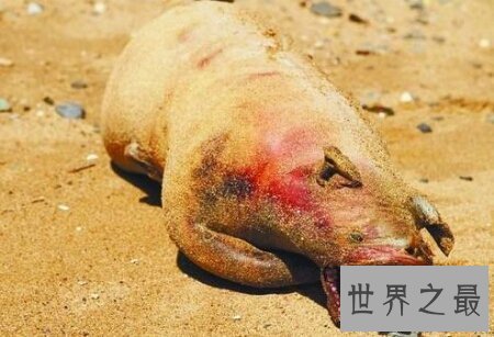 【图】一个长的十分像猪但又不是猪的曼哈顿怪兽