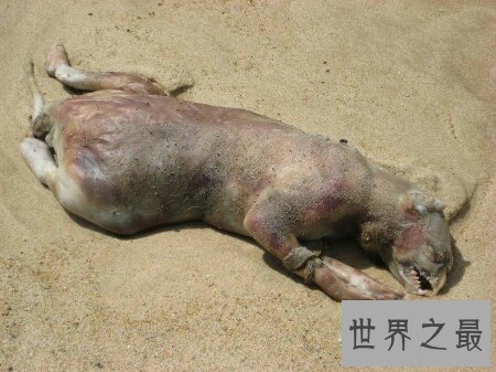 【图】一个长的十分像猪但又不是猪的曼哈顿怪兽