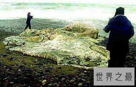 【图】一个长的十分像猪但又不是猪的曼哈顿怪兽