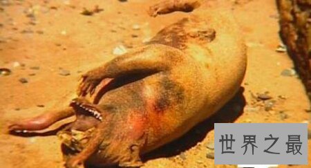 【图】一个长的十分像猪但又不是猪的曼哈顿怪兽