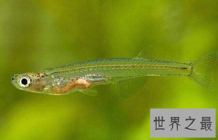 【图】身材是半透明的且体型十分小的可怕的吸血鱼