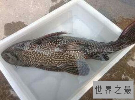 【图】身材是半透明的且体型十分小的可怕的吸血鱼