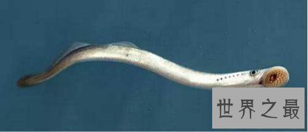 【图】身材是半透明的且体型十分小的可怕的吸血鱼