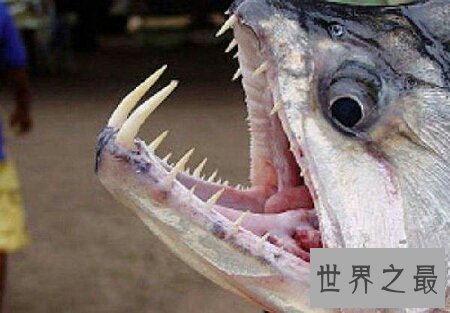 【图】身材是半透明的且体型十分小的可怕的吸血鱼